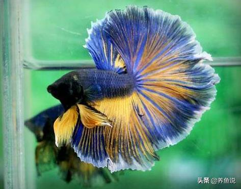 泰国斗鱼孵化后几天取出公斗鱼,中国斗鱼和泰国斗鱼能一起养吗