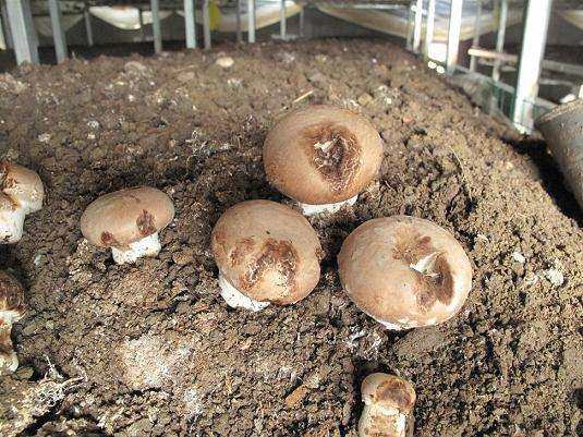 双孢菇斑点病怎么处理,双孢菇种植后怎么除虫