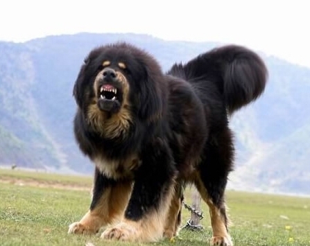 藏獒为什么不能养,王者荣耀藏獒怎么获得