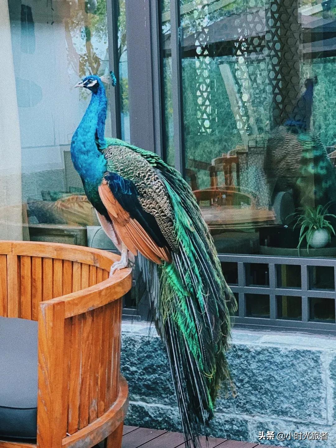 阳朔酒店风景好的推荐,桂林阳朔山水画酒店