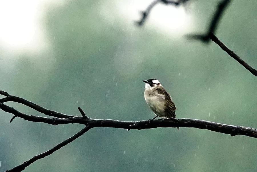 大自然的规律和启示,大自然的预知能力
