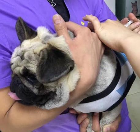 饲养巴哥犬,饲养巴哥利润