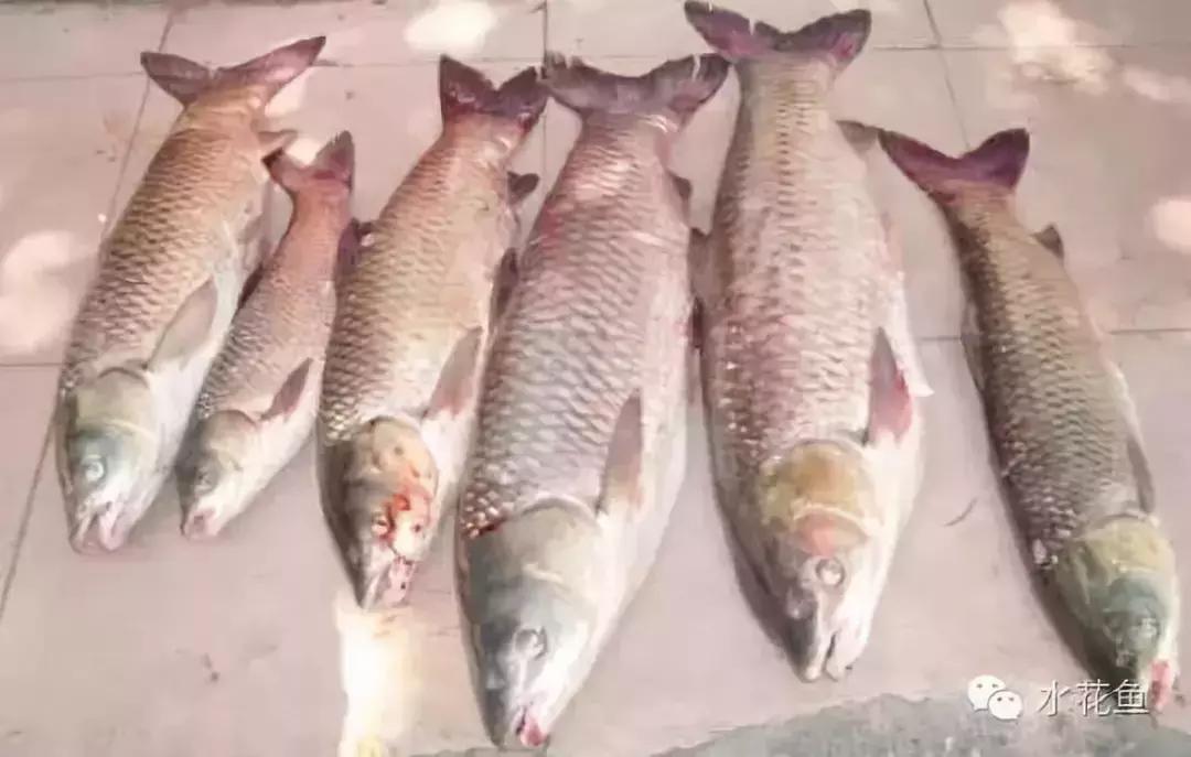 鱼类生病的表现,鱼类赤皮病