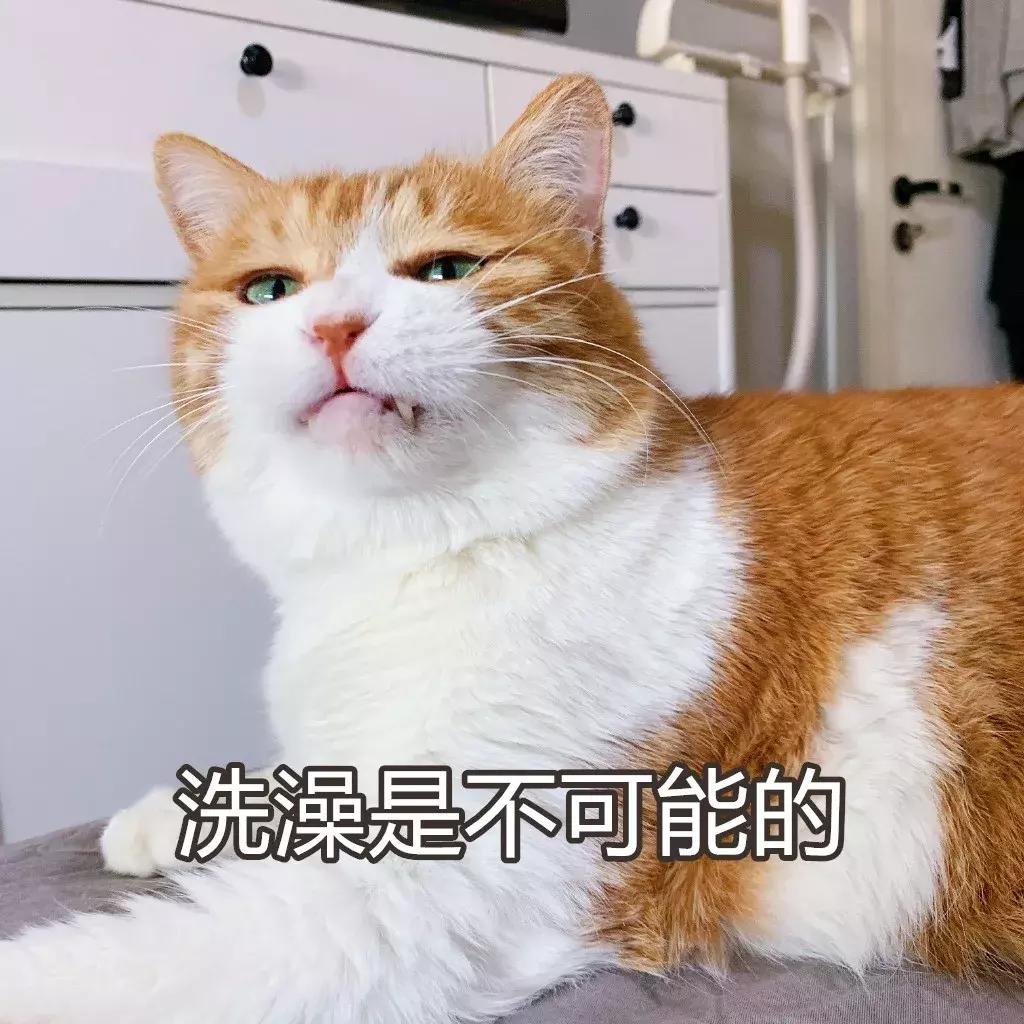 本国的猫可以听懂外国的猫叫吗 (中国的猫听得懂外国猫的叫声吗)
