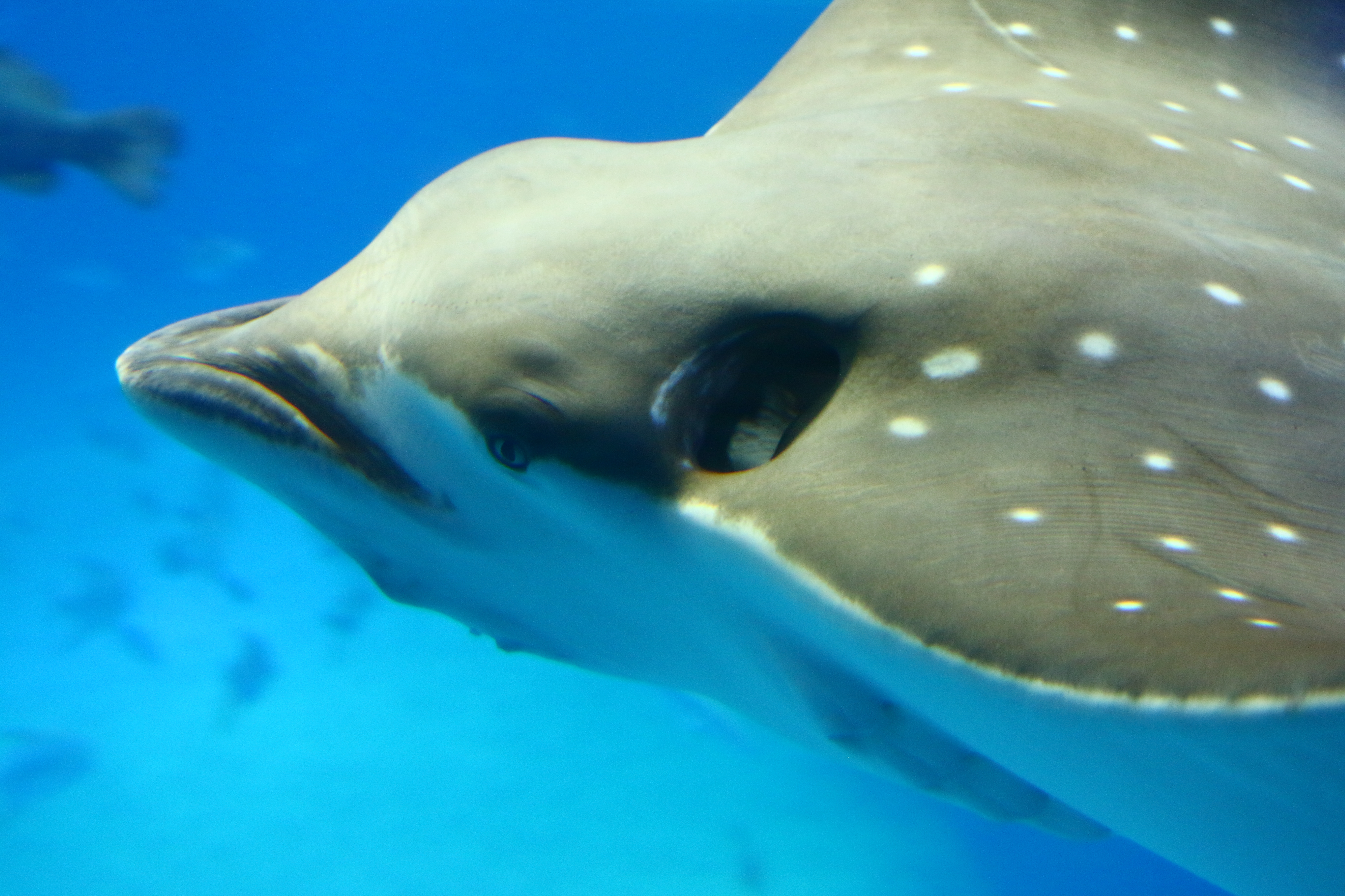 日本奈良自由行详细攻略,日本大阪京都自由行路线