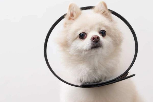 比较容易戴的狗狗项圈,狗狗晚上戴什么颜色项圈最适合