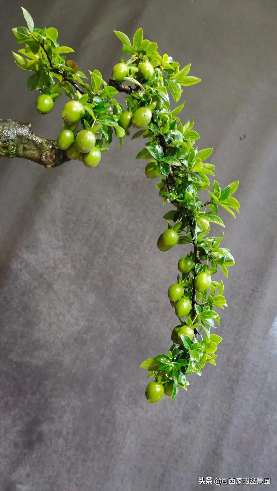 金弹子是十大名贵盆景吗,金弹子盆景什么时候开花结果