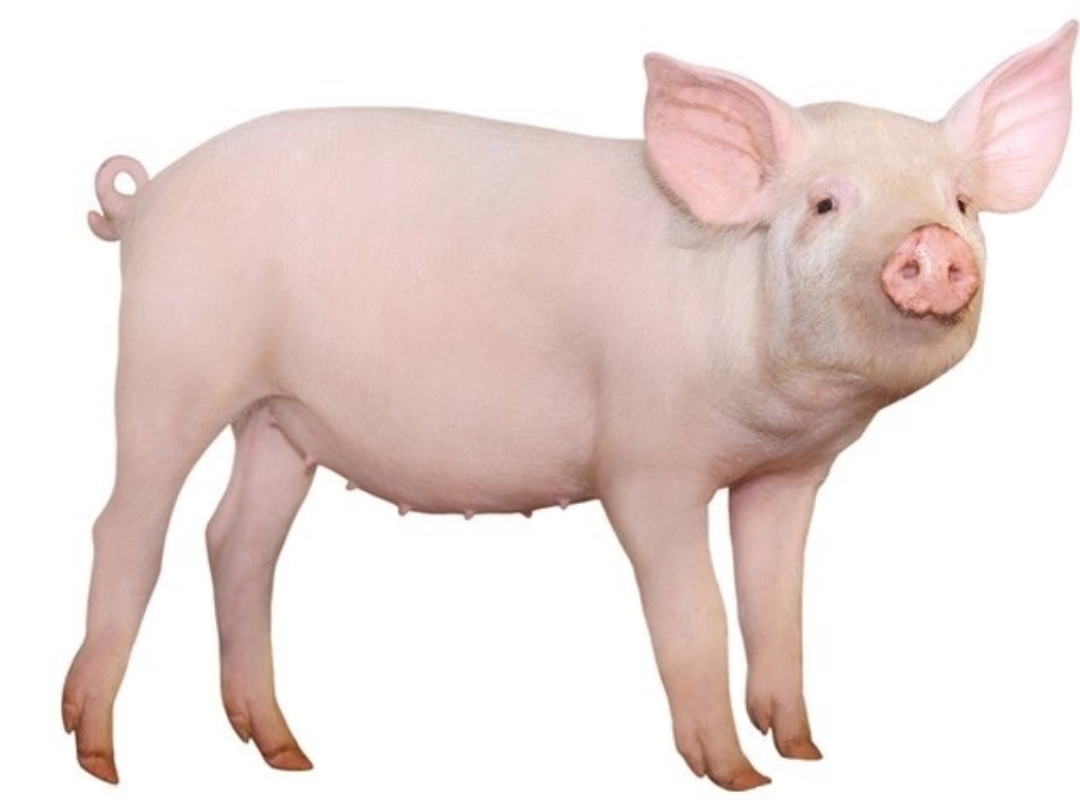 什么是高致病性猪蓝耳病,高致病性猪蓝耳病的正确防治方式