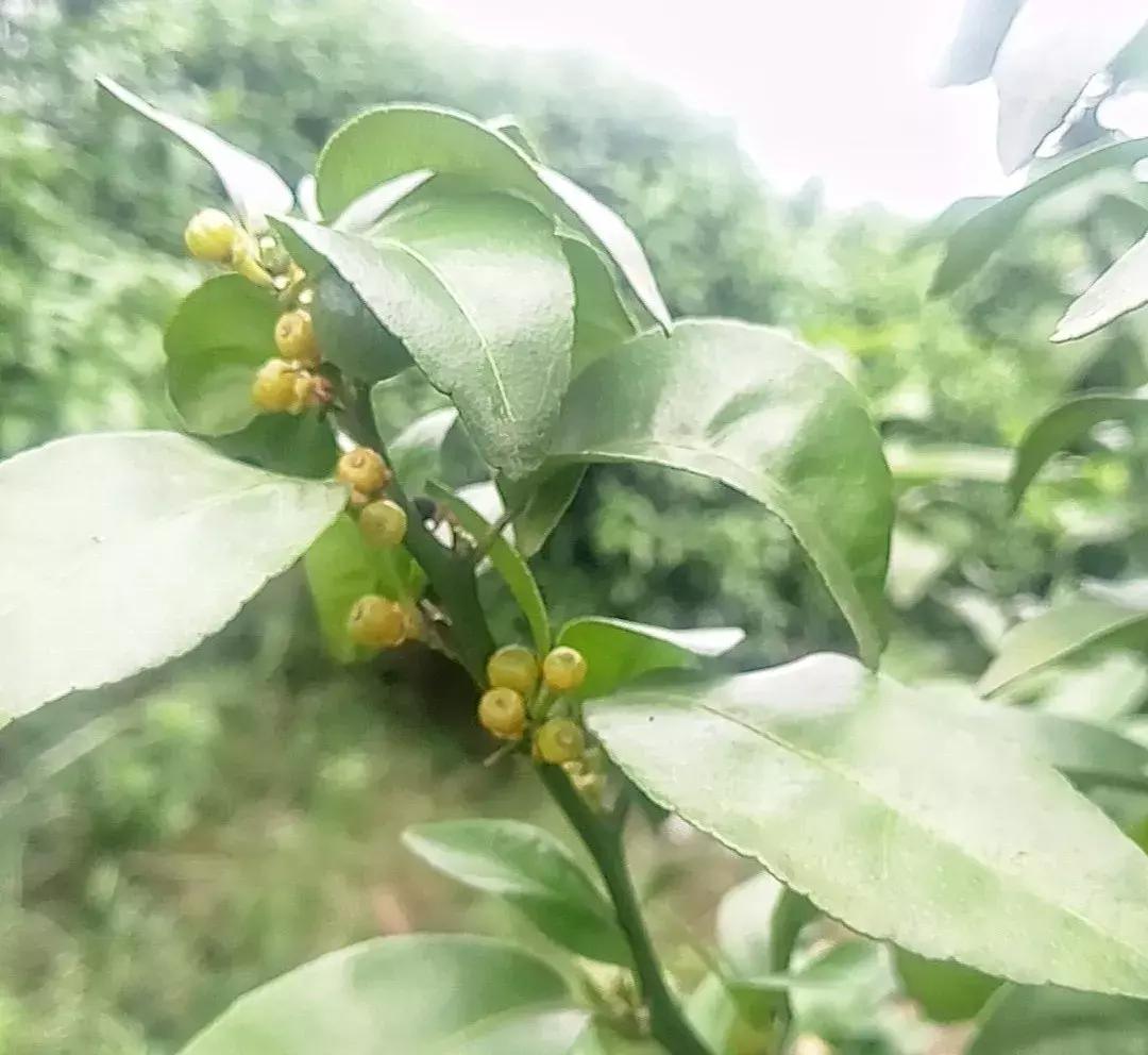 呋虫胺对柑橘幼果有药害吗,柑橘被药害落果怎么补救