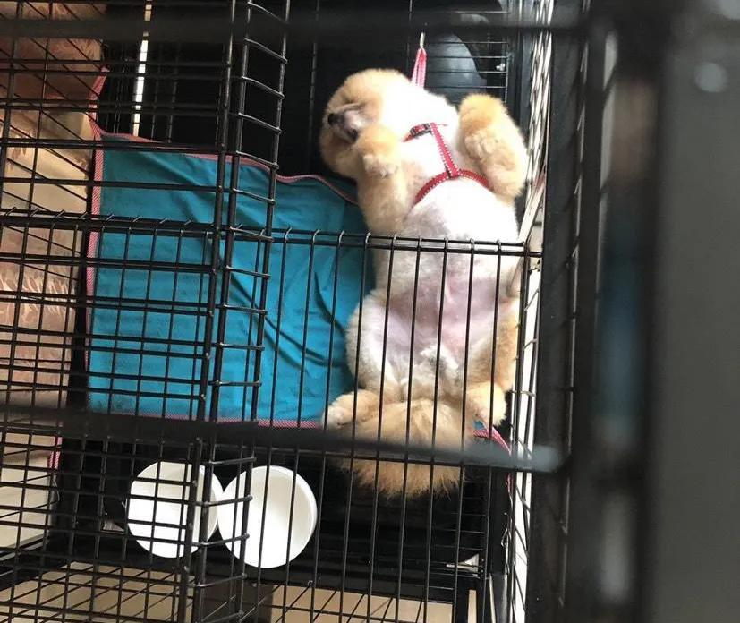 天下第一帅,天下第一帅英语