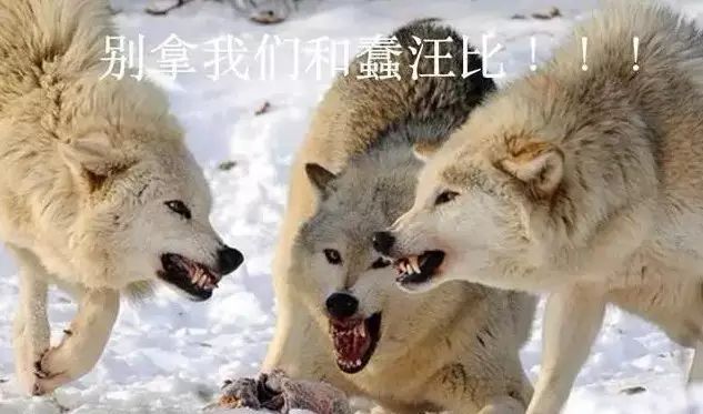 家里的狗为什么要嚎叫,为什么狗总想上床睡觉