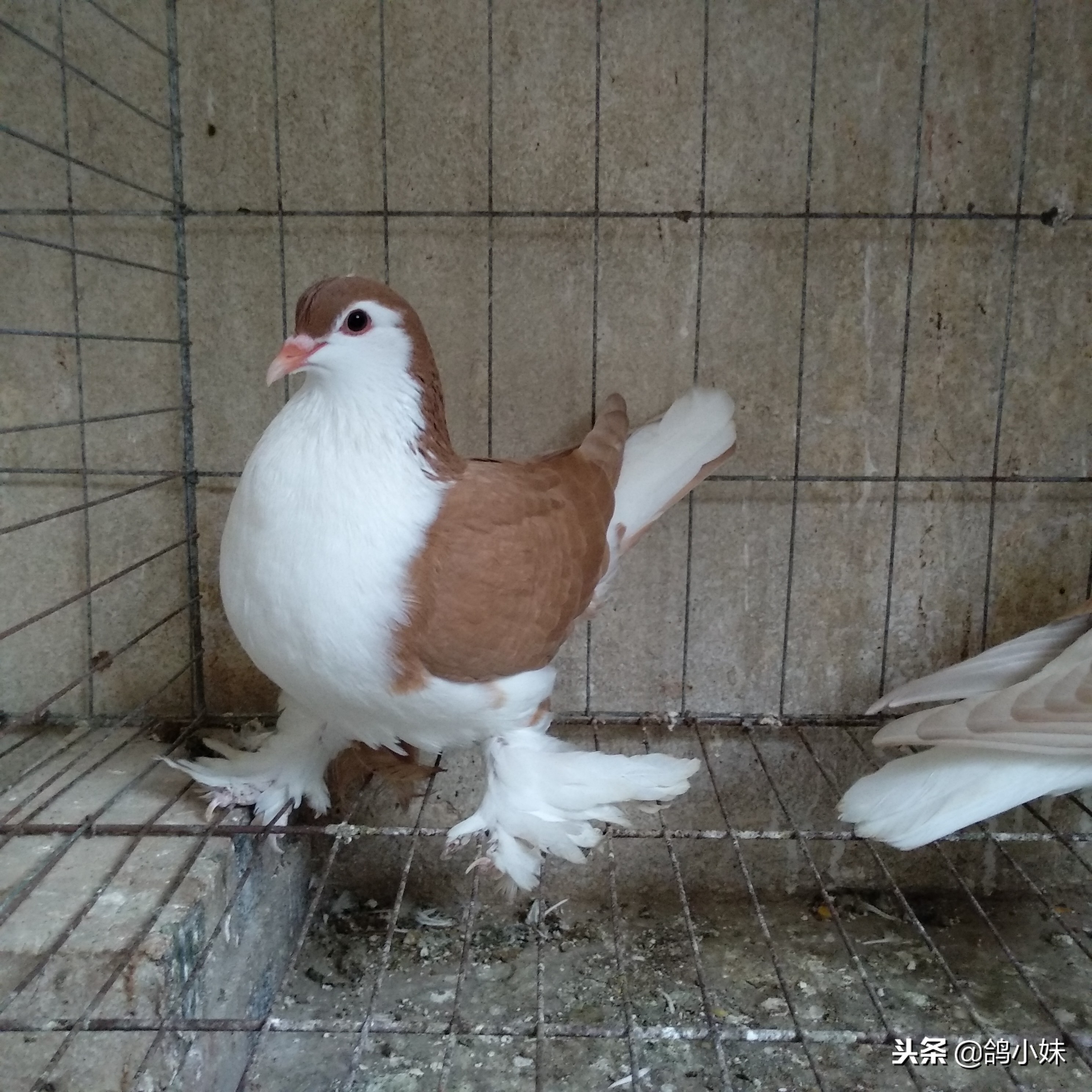 给工薪鸽友养鸽子的三点建议,养鸽子怎么养小鸽不死