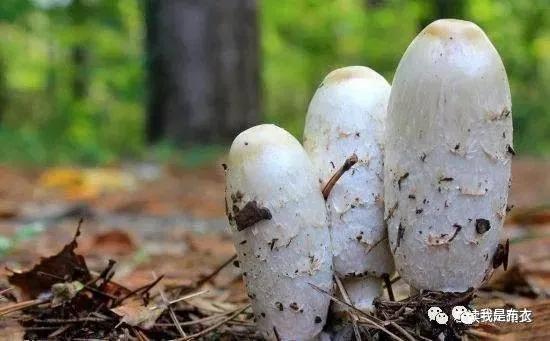 布衣：好书推荐——阿来的《蘑菇圈》