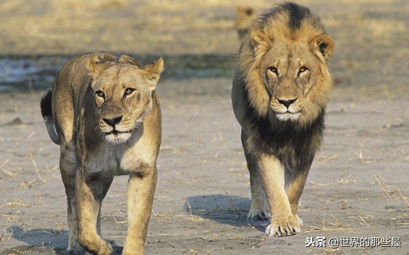 狮子和老虎的智商测试,狮子和老虎的智商谁更高