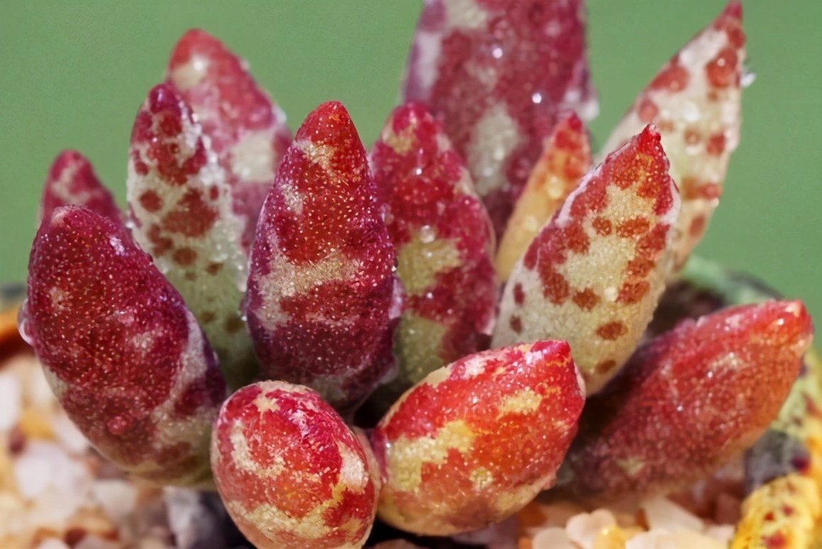 叶片有暗纹的多肉品种,全部水泡类多肉叶片