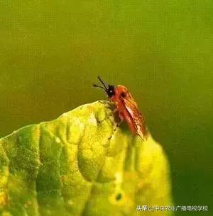 蔬菜地下害虫的最佳防治方法,防治蔬菜害虫用小苏打和白醋怎样