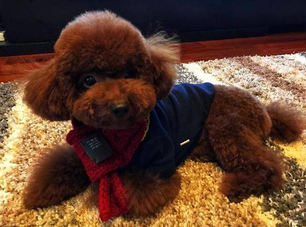 泰迪犬怎么养呢知乎,泰迪犬要怎么养才好看