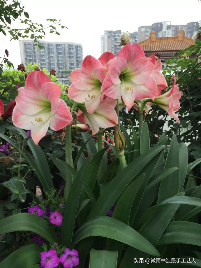 教你让朱顶红爆盆技巧