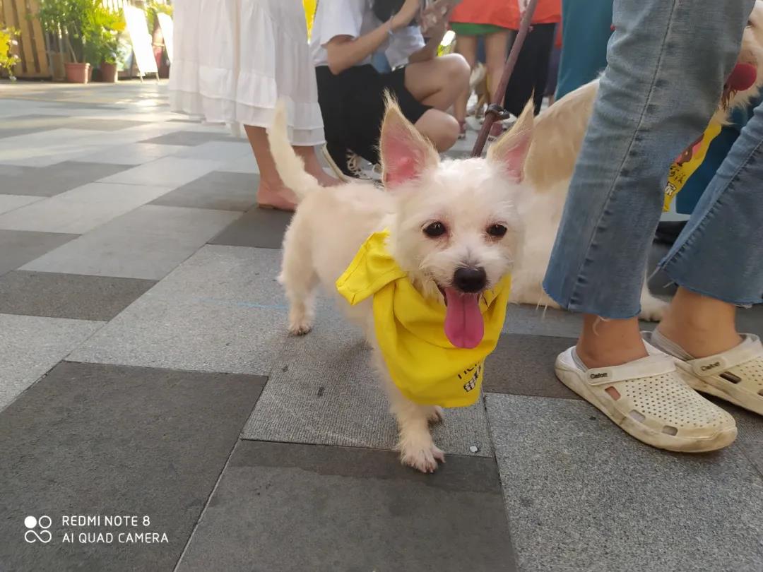 CPF活动预告|阿派第30届领养日——人间值得,只要它能与你相遇