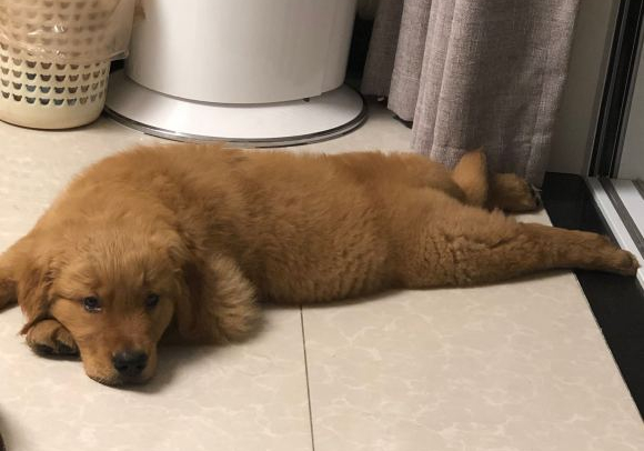 主人给金毛洗澡不听话被打,主人给金毛洗澡金毛一动不动