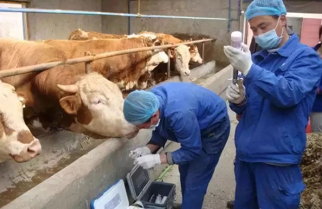 牛打了布病疫苗还能检测出布病吗,牛打了预防针过后怎么发抖呢