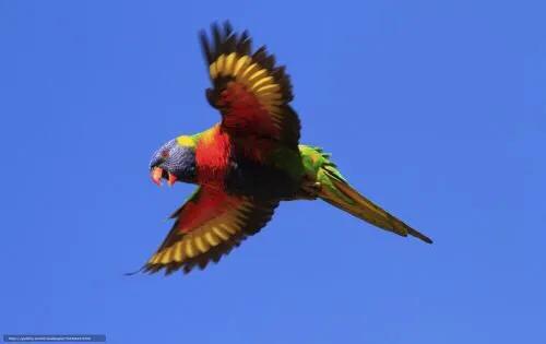 和尚鹦鹉和金太阳鹦鹉能合笼吗,吸蜜鹦鹉和和尚鹦鹉哪个更好