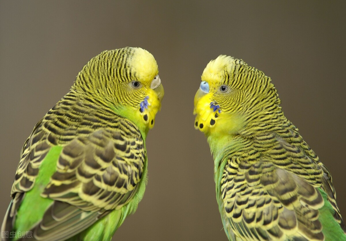 虎皮鹦鹉养殖技巧和注意事项,养殖虎皮鹦鹉赚钱吗