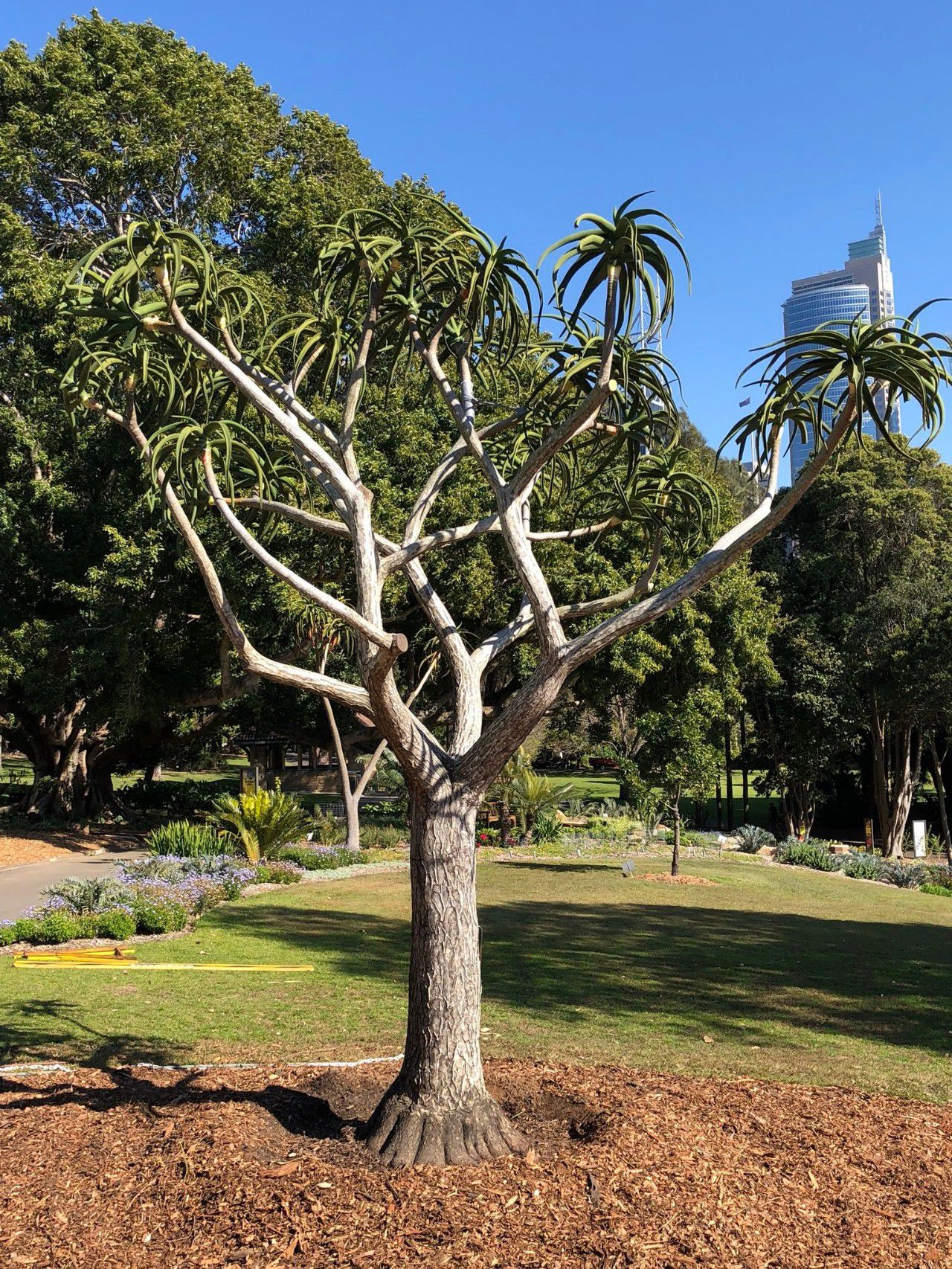 可以长很大的芦荟苗,芦荟如何养成树