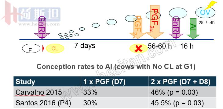 繁殖管理——使用双PG同期发情提高繁殖力