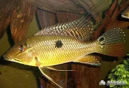 食土鲷一般多大尺寸,食土鲷哪个品种小一点