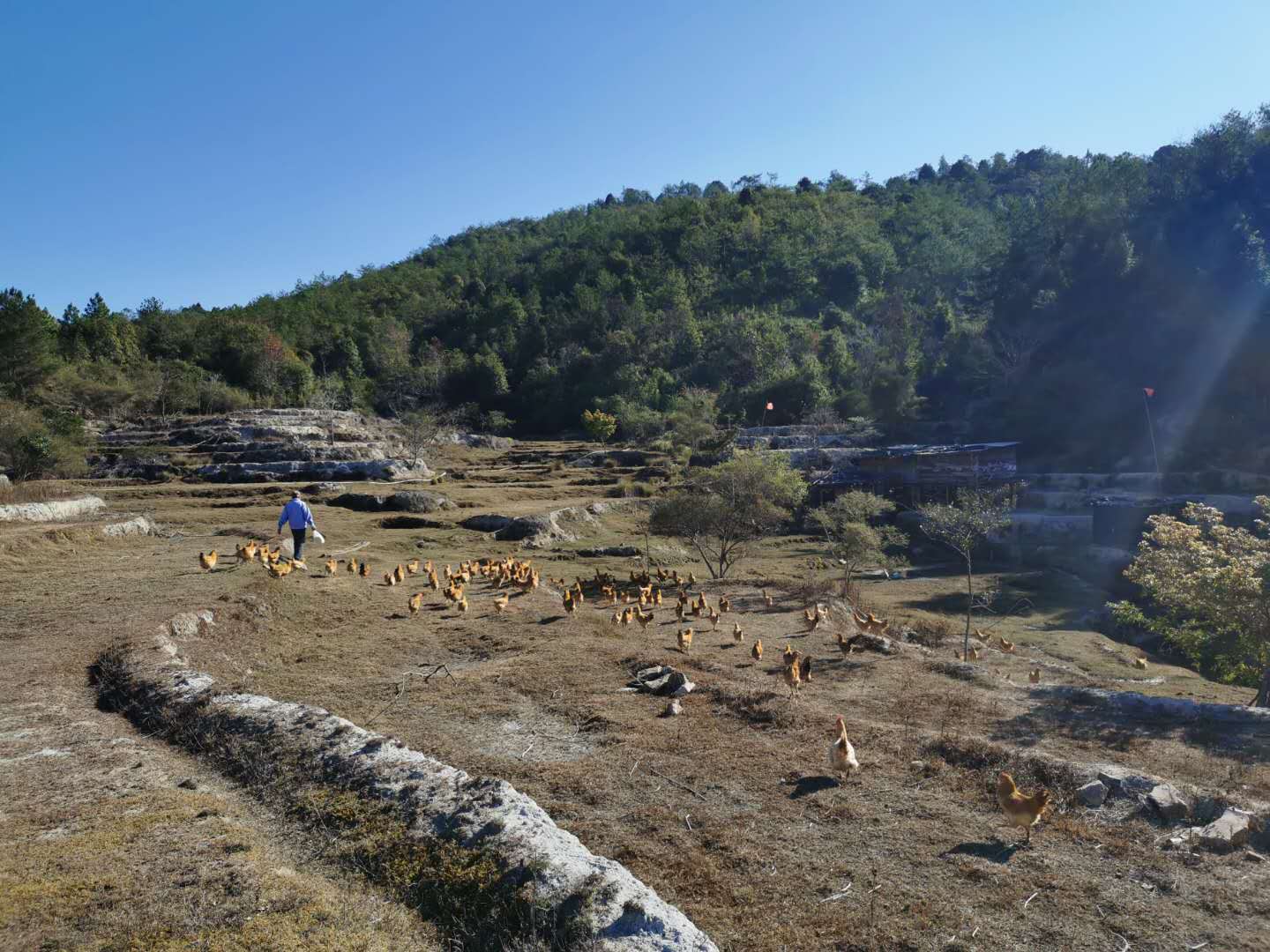 “黑山羊让我喜洋洋”——梅州平远仁居农民罗远平从“一穷二白”变“致富典型”