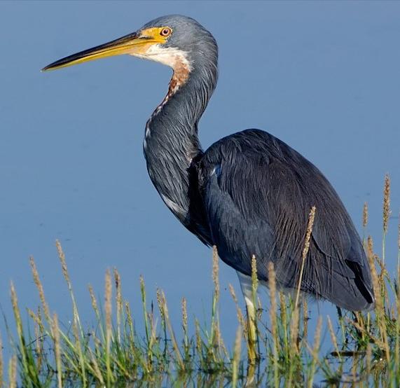 广东常见鸟类图谱图文,广东常见鸟类图谱