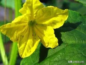 蓟马螨虫蚜虫烟粉虱,蓟马螨虫怎么防治