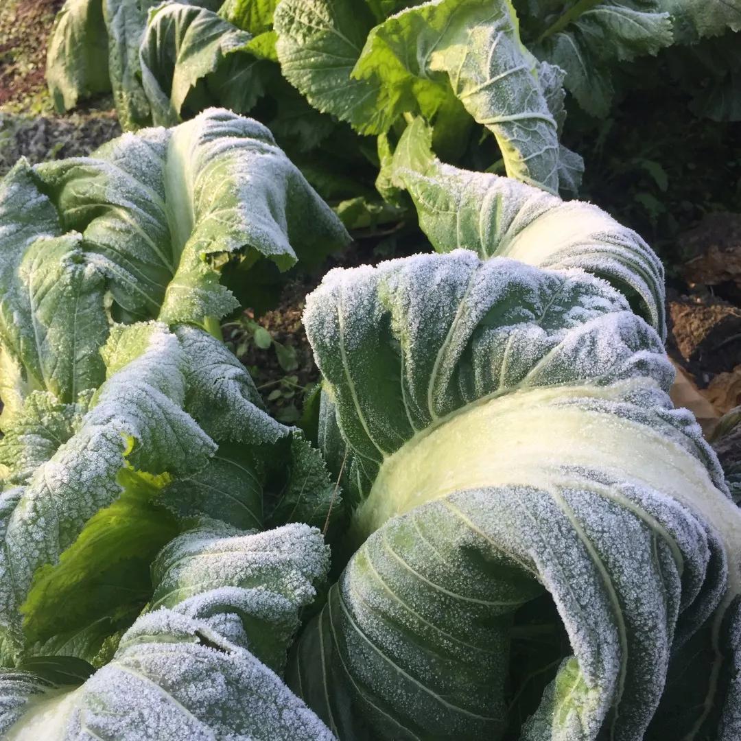 建一座完全不打药的生态花园,所有生命在这里和谐共处,值得收藏