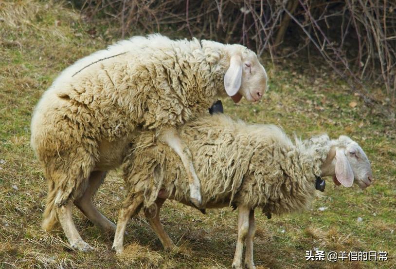 绵羊养殖技巧教学,绵羊的正确养殖方法