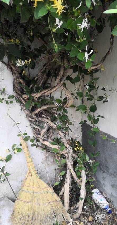 金银花怎么养成盆景,盆栽金银花养殖方法