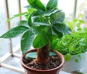 发财树的养殖方法,幸福树的养殖方法