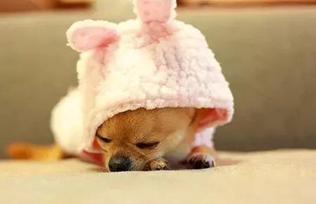 「养宠小课堂」狗狗身上的黑色结痂块是什么?