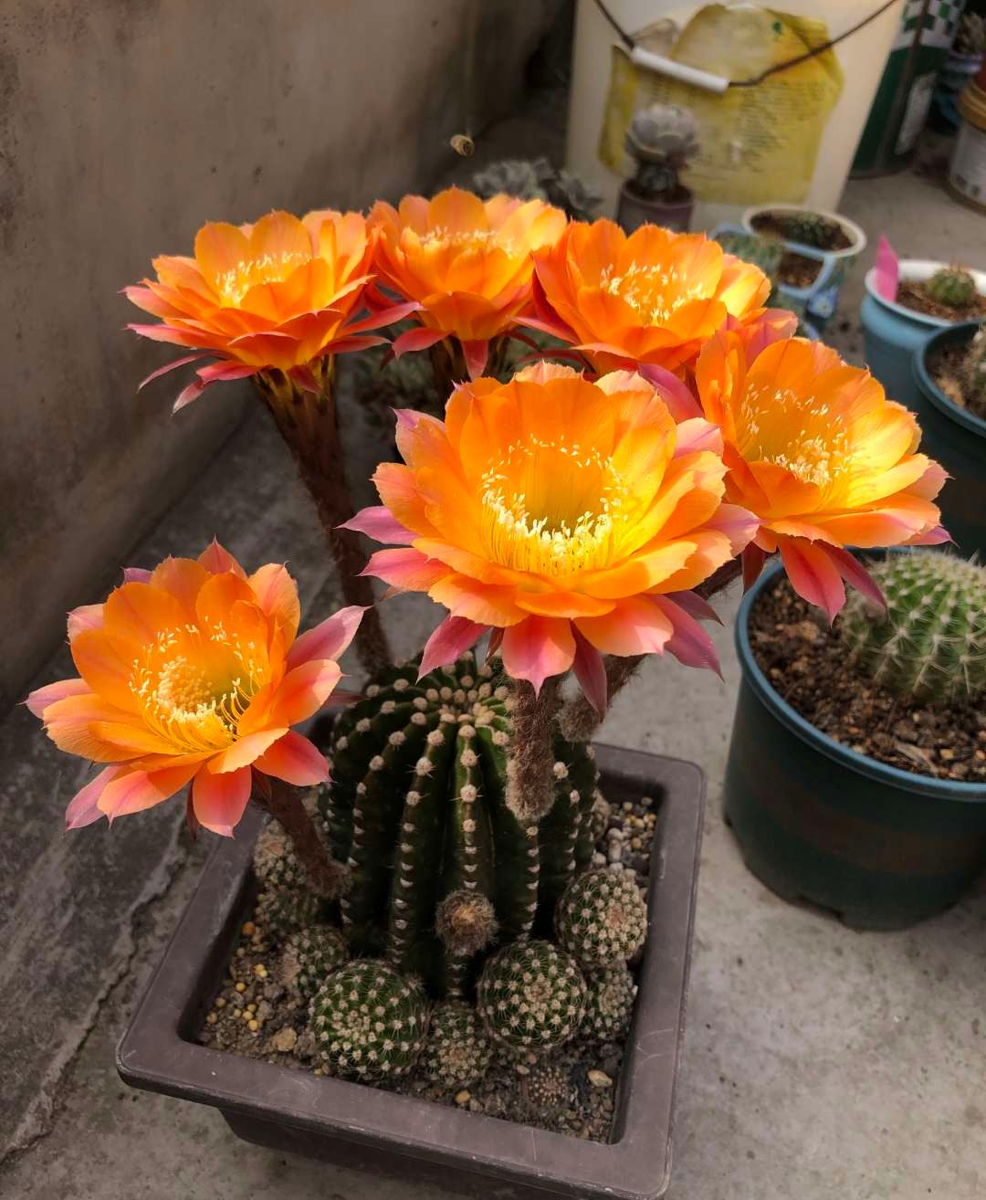 仙人球花期一般持续多久,仙人球早晚开花的变化