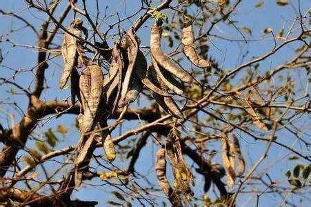 皂荚、洋碱、香胰子，清洁用品的进化史。你们那管肥皂叫什么？