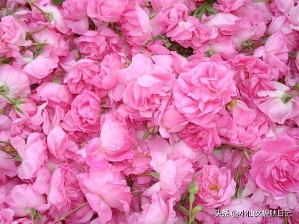 玫瑰纯露是什么有什么作用,玫瑰纯露和玫瑰精油纯露区别