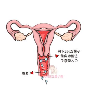 好孕攻略排卵期的七大表现,排卵期攻略助你好孕