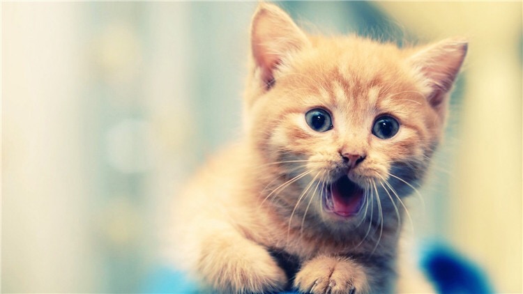 猫咪头部受伤结疤如何防止抓破,猫咪后腿受伤骨头露出来了怎么办