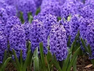 拍摄花的花语,100种摄影基础美学