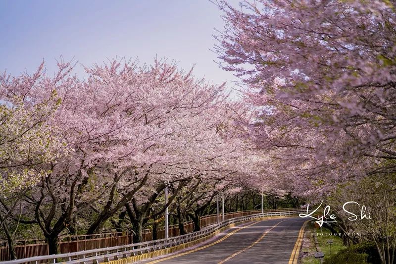 樱花季去日本价格高吗,樱花季去日本旅行