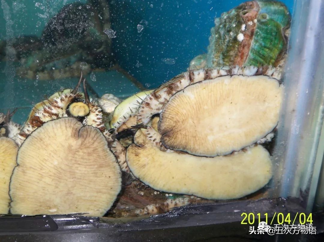 关于鲍鱼的科学知识,鲍鱼的知识和讲解