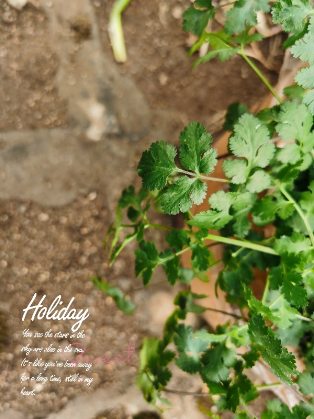 一部手机拍大片视频,一部手机就可以拍出大片