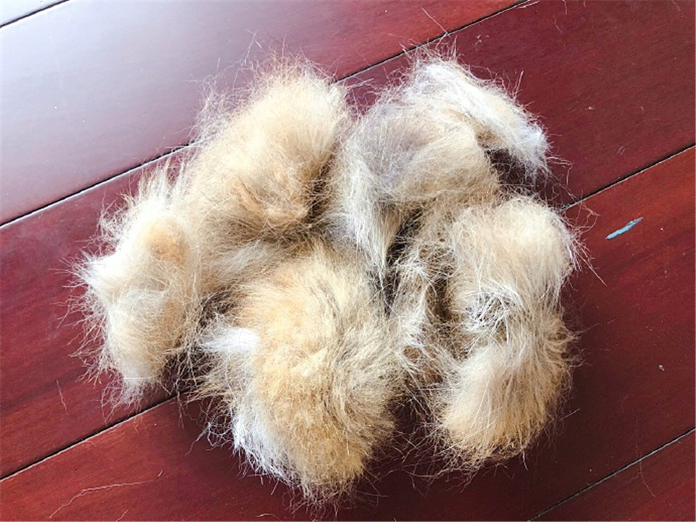 猫毛会引起过敏？唾液、皮屑才是根源，铲屎官需做好三点预防措施