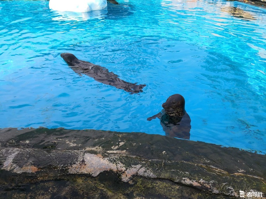 珠海长隆海洋王国攻略2天亲子游,珠海长隆海洋王国亲子游北极熊