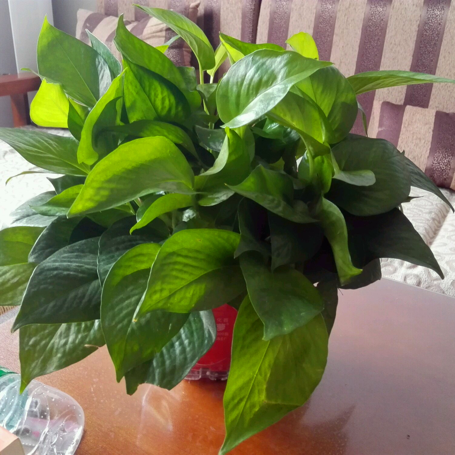 养绿萝的花盆扔了还是留着,绿萝怎么养才能更旺盛加烟灰